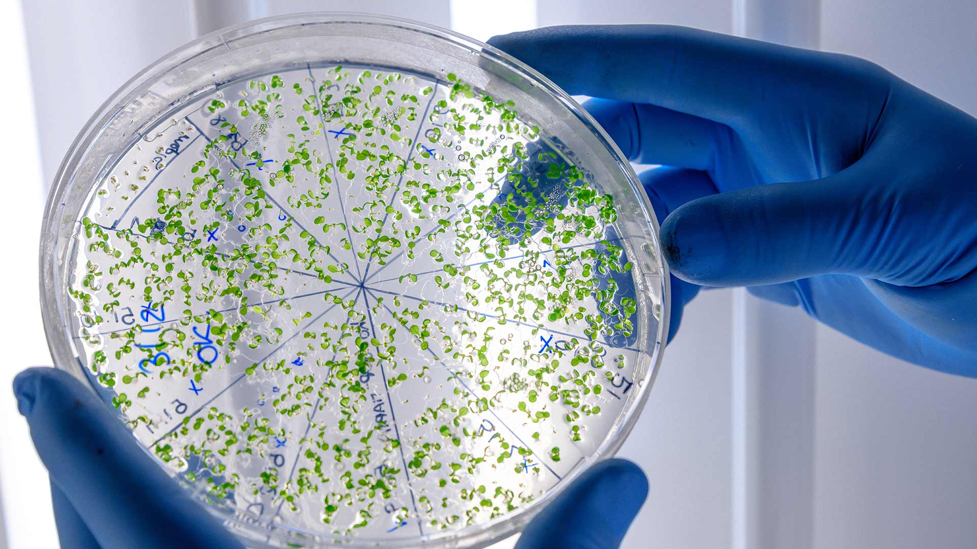 Pozbywanie się pasożytów biorezonansem